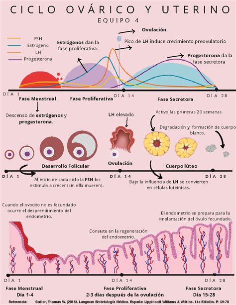 Infografía detallada del ciclo menstrual, mostrando las fases ovárica y uterina, y los niveles hormonales correspondientes.
