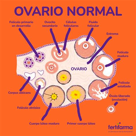 Representación visual de un ovario y sus folículos, indicando la disminución de óvulos.