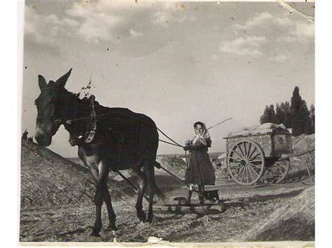 Imagen de un trillo siendo arrastrado por animales, con énfasis en el gancho que lo une al yugo.