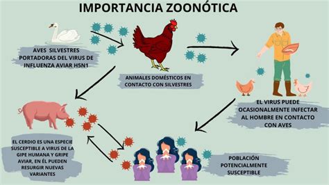 Esquema de las vías de transmisión de la clamidiosis en aves