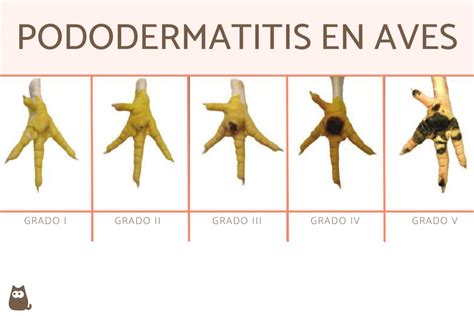 Fotografía de canario con síntomas de pododermatitis