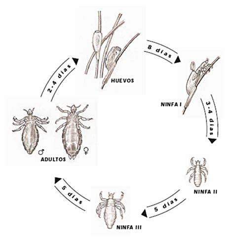 Esquema del ciclo de vida del piojo rojo en aves