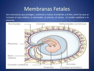 Yegua con membranas fetales retenidas