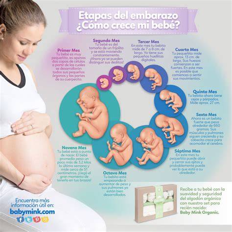 Esquema informativo sobre las etapas del embarazo y la importancia del acompañamiento de la matrona