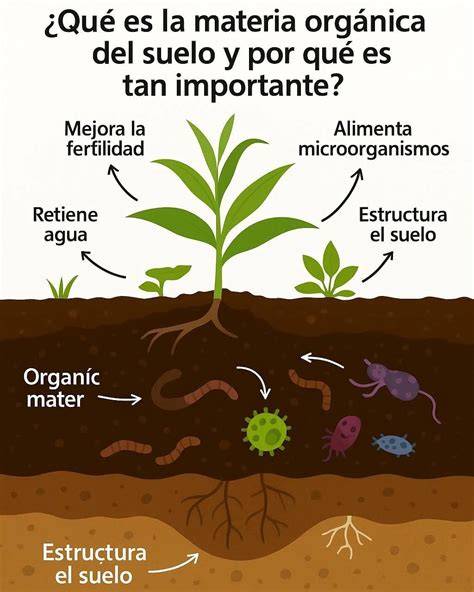 Infografía comparativa de un suelo sano con materia orgánica y un suelo empobrecido por químicos.