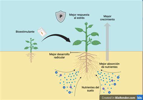 Ilustración del proceso de absorción de nutrientes y bioestimulantes en la planta de pepino.