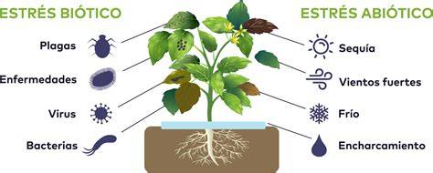 Diagrama de flujo mostrando los tipos de estrés (biótico y abiótico) y sus causas en plantas.