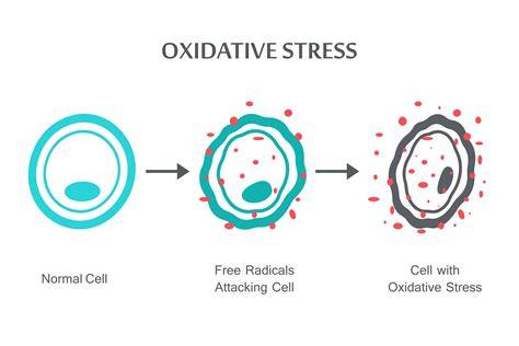 Micrografía de células vegetales mostrando daño celular causado por estrés oxidativo.