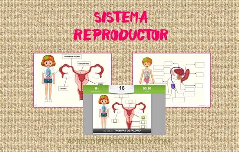 Infografía detallando las partes del sistema reproductor femenino y las posibles causas de infertilidad.