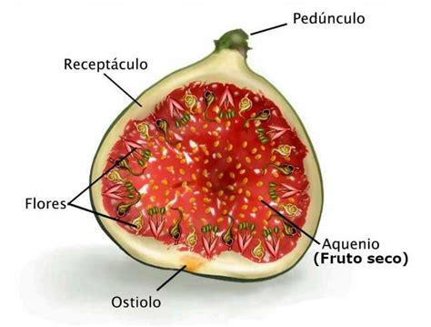Infografía detallando la anatomía interna de un sicono de higuera, mostrando la ubicación de las flores masculinas y femeninas, el ostiolo y los aquenios.