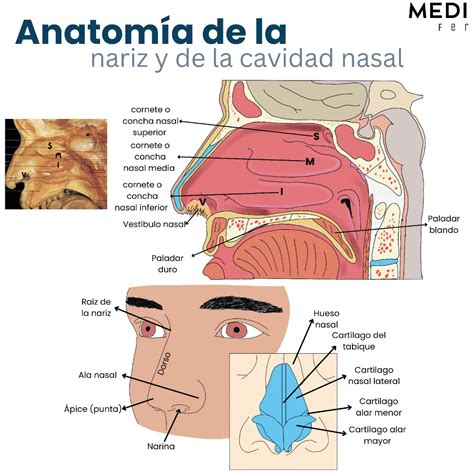 Diagrama: Anatomía de las vías nasales de un bebé
