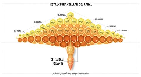 Esquema detallado de la estructura hexagonal de un panal mostrando las celdas de almacenamiento y cría.