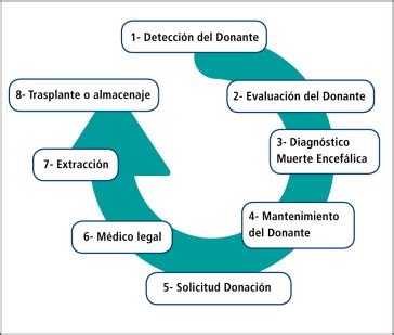 Esquema: Pasos del proceso de donación de óvulos y los puntos de riesgo