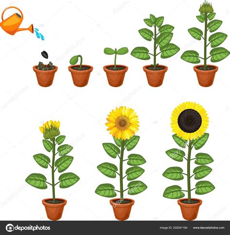 Esquema comparativo del ciclo de vida de una planta autofloreciente vs. fotoperiódica, destacando la fase vegetativa y de floración.