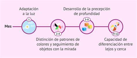 Esquema de desarrollo ocular en bebés