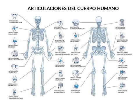 Esquema del cuerpo humano con los principales órganos y articulaciones