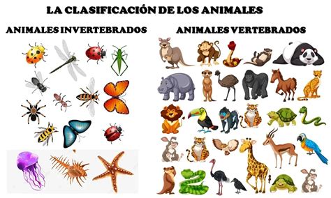 Infografía sobre la clasificación de animales vertebrados e invertebrados