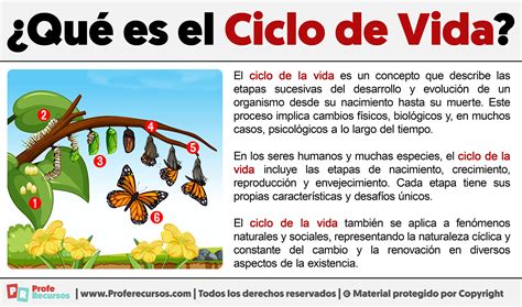 Esquema de las fases de aplicación de Delta 9 en el ciclo de vida del cannabis