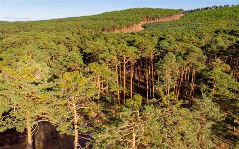Paisaje rural de Tenerife con un pinar, típico de la ruta de acceso a la Cueva del Viento.