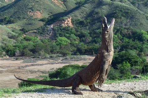 Ilustración de un lagarto gigante y una rata gigante, especies extintas cuyos huesos se han encontrado en la Cueva del Viento.