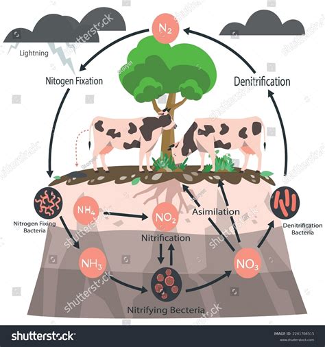 Esquema de las vías de pérdida de nitrógeno en sistemas agrícolas y su impacto ambiental