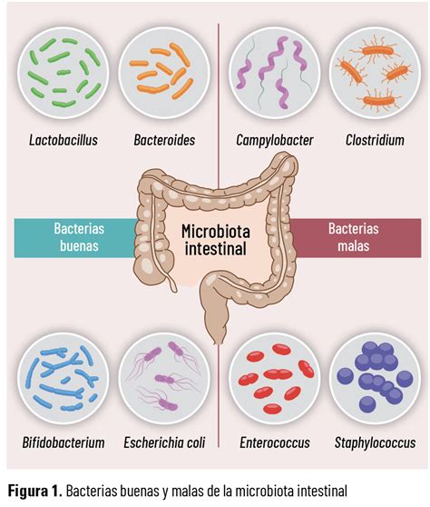 Esquema de la microbiota vaginal sana vs. disbiosis