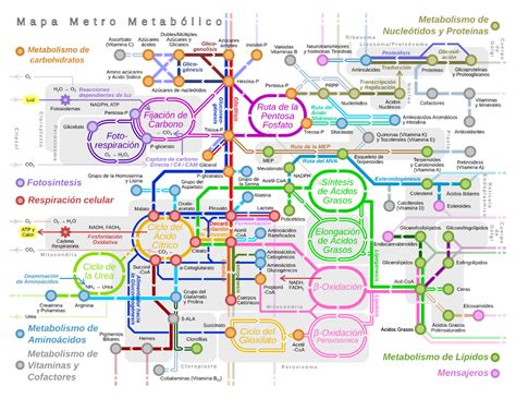 Diagrama ilustrativo de las vías metabólicas afectadas en la fenilcetonuria y galactosemia.
