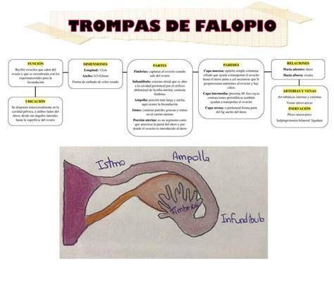 Diagrama de las trompas de Falopio y su función en la reproducción.