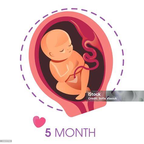 Ilustración de un feto de 5 meses, mostrando la formación de vello corporal y la estructura del corazón.