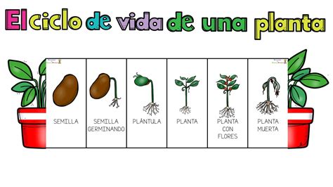 Esquema visual que muestra el ciclo de vida de una planta en Los Sims 3: semilla, brote, crecimiento, madurez y cosecha.