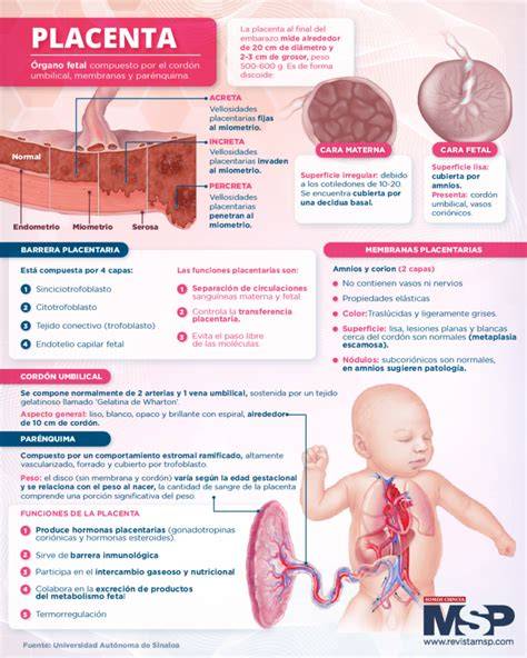 Infografía sobre los beneficios de la placenta de oveja para la piel (reducción de arrugas, aumento de elasticidad, etc.)