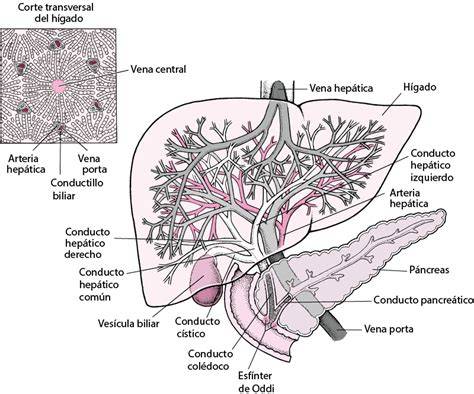 Esquema ilustrativo del flujo biliar alterado en el hígado durante la colestasis intrahepática del embarazo.