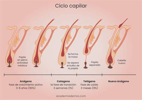 Gráfico ilustrativo del ciclo capilar normal vs. el ciclo capilar durante el embarazo y posparto