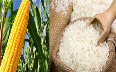 Esquema nutricional que muestra la combinación de maíz y arroz como base energética para el lactante