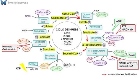 Esquema ilustrativo que muestra el ciclo de transferencia generacional de rasgos narcisistas dentro de una estructura familiar.