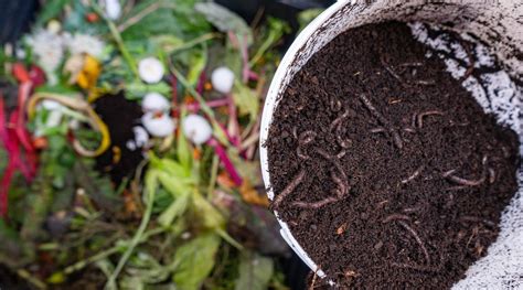 Galería de imágenes: diferentes tipos de fertilizantes orgánicos (estiércol, compost, humus de lombriz, guano)