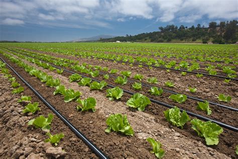 Imagen de un campo de cultivo con sistemas de fertirrigación
