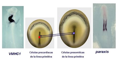Diagrama experimental de trasplante de la línea primitiva en embriones de pollo y codorniz