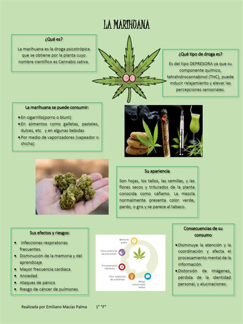 Infografía comparando semillas de marihuana de alta y baja calidad.