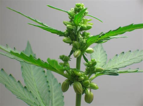 Ilustración comparando una planta de marihuana macho y una hembra.