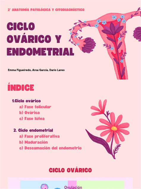Ilustración anatómica mostrando el aumento de tamaño ovárico y la importancia de evitar movimientos bruscos.