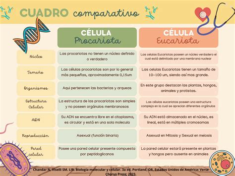 Esquema comparativo entre la estructura de una célula eucariota y una procariota destacando sus orgánulos principales.