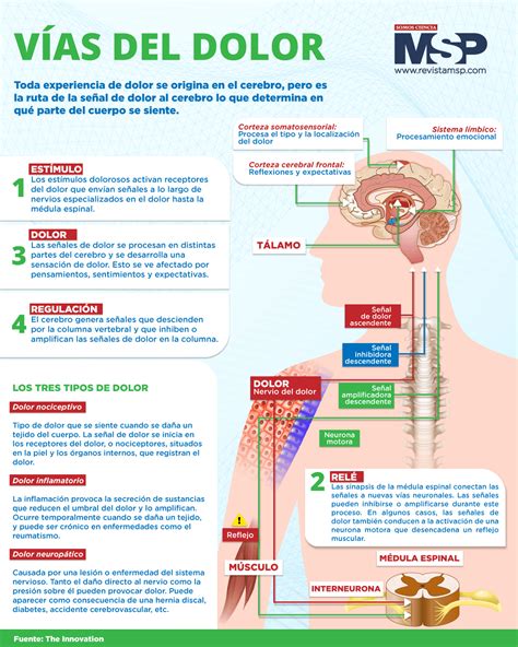 Esquema anatómico mostrando la irradiación del dolor desde la zona lumbar hacia el tracto urinario inferior.