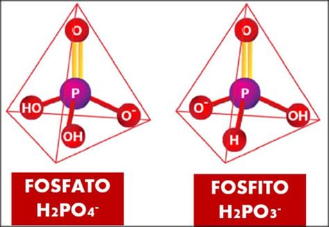 Estructuras químicas del fosfato y fosfito