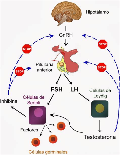 Esquema ilustrativo de la regulación hormonal de la lactancia materna y su efecto en la ovulación