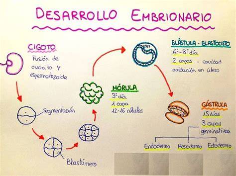 Esquema general del desarrollo embrionario y la formación del sistema cardiovascular