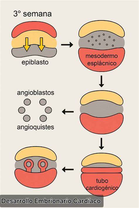 Ilustración del desarrollo temprano del tubo cardíaco embrionario