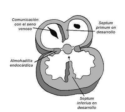 Diagrama de la formación de los cojines endocárdicos y la septación auriculoventricular