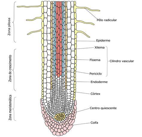 Ilustración: Estimación del área de la zona radicular de un árbol
