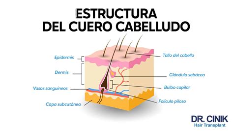 Esquema de las capas del cabello y la acción del champú en el cuero cabelludo
